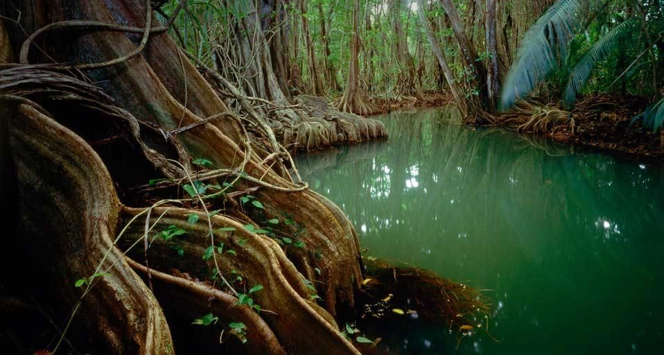 Rainforest in Dominica