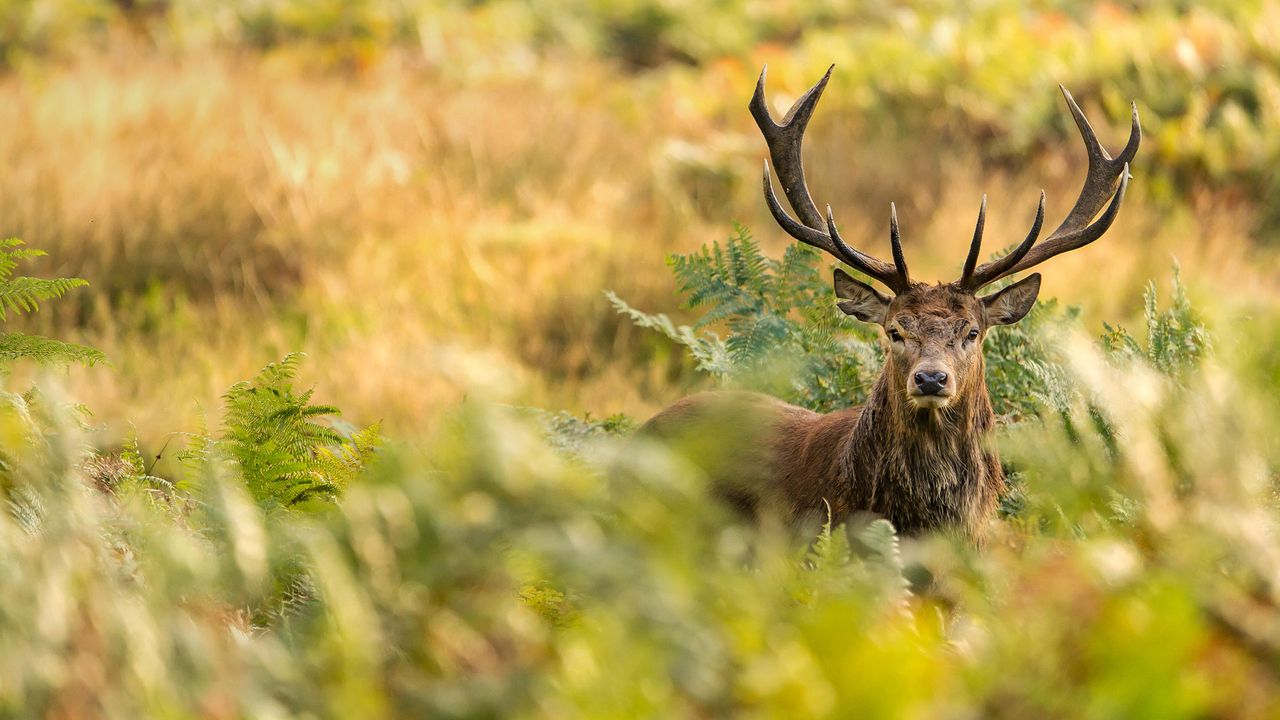 A red deer in Richmond Park, London 
