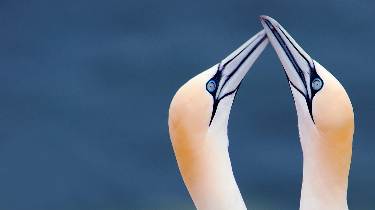 Basstölpel, Helgoland, Schleswig-Holstein, Deutschland 