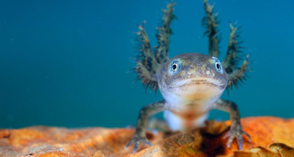 Alpine Newt