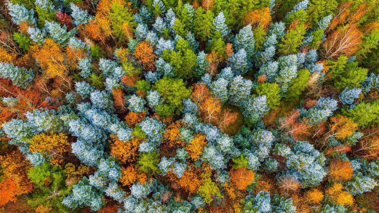 Hunsrück Hochwald, Herbstwald bei Deuselbach, Naherholungsgebiet Erbeskopf, Rheinland-Pfalz