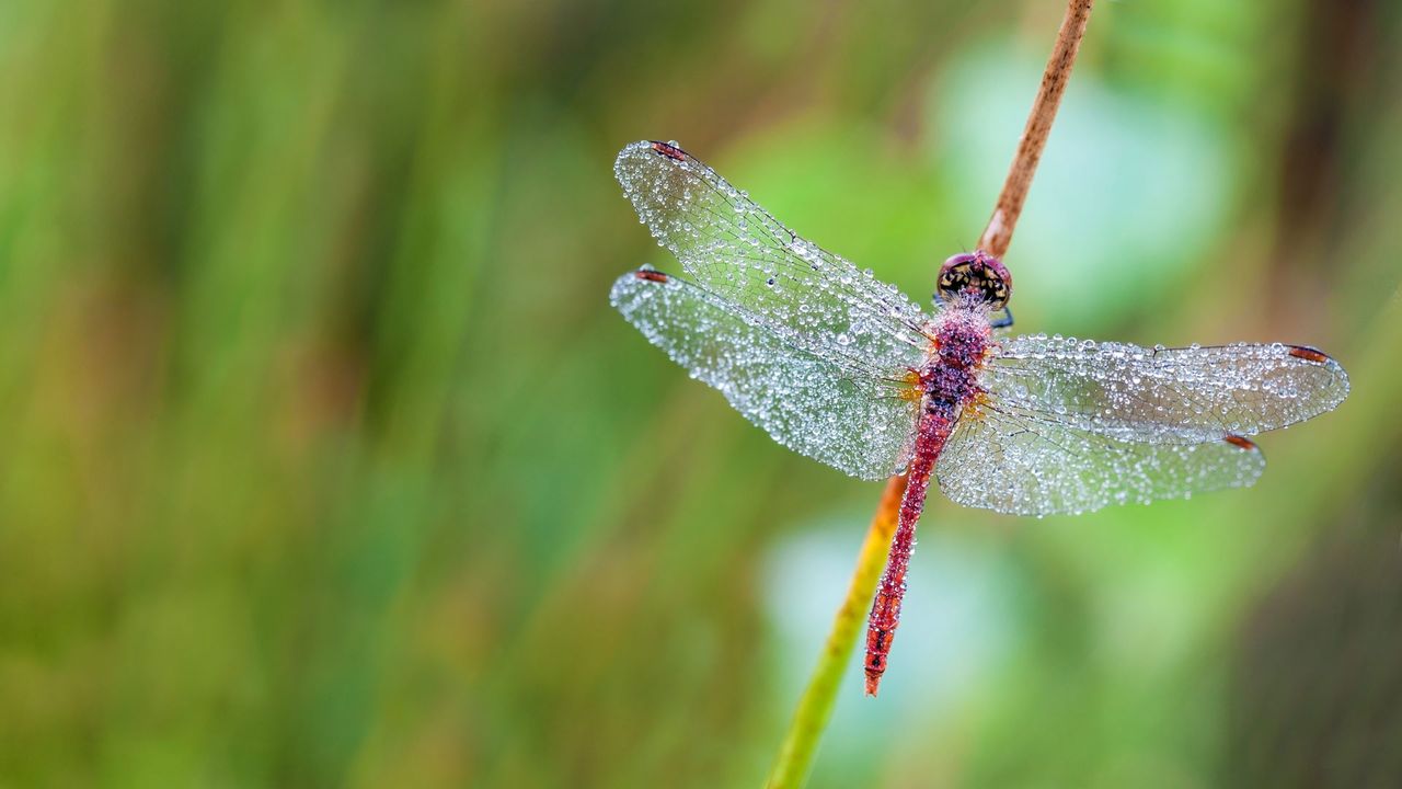 Dragonfly in a heath forest of East Flanders, Belgium 