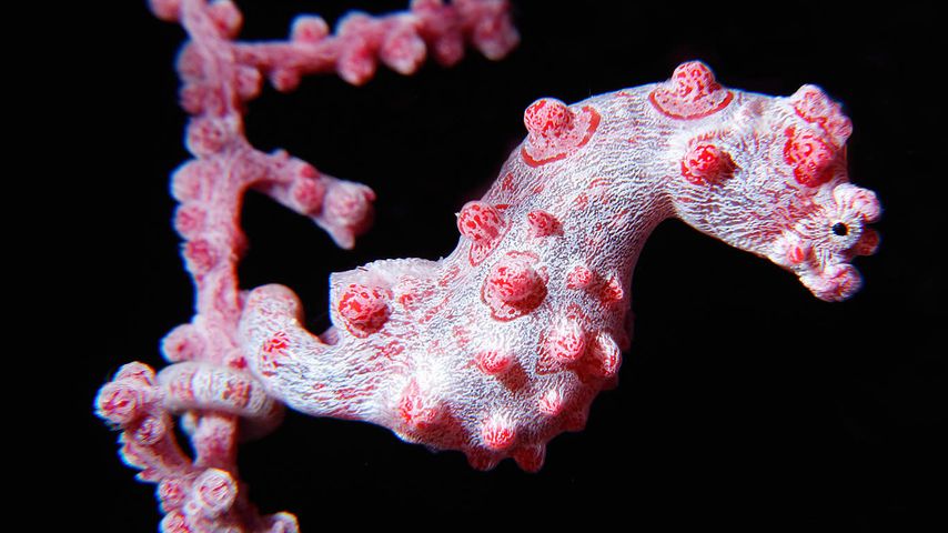 Pygmy seahorse on a branch of coral at the Great Barrier Reef