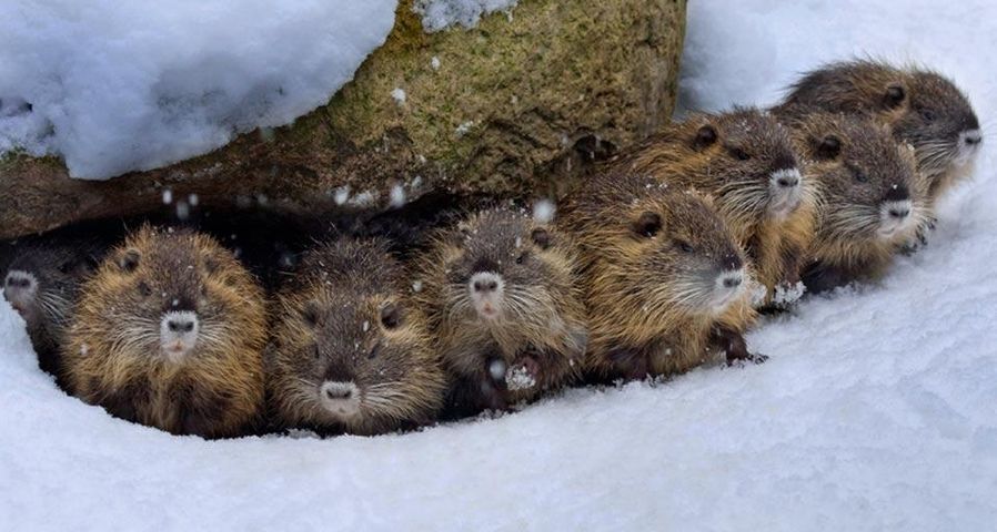 Famille de ragondins sous la neige, Allemagne
