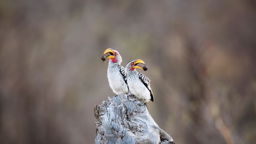 Southern yellow-billed hornbills in Kruger National Park, South Africa