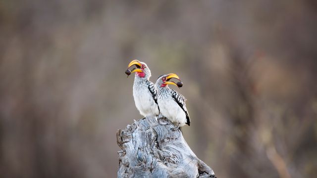 ミナミキバシコサイチョウ, 南アフリカ