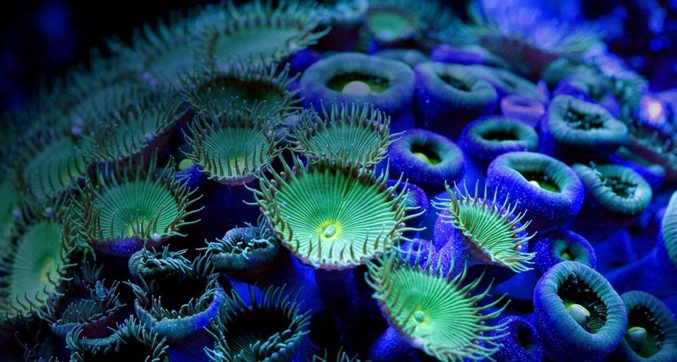 Krustenanemonen leuchten in Blau und Grün – Paulo de Oliveira/Photolibrary ©