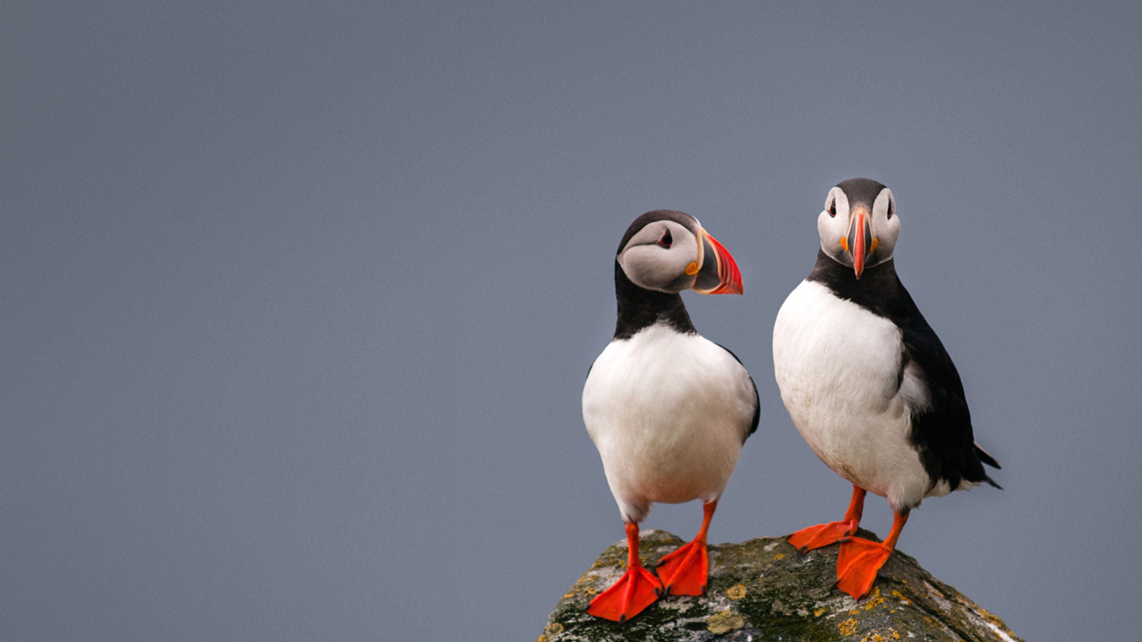 Puffin Bird Animal - Free photo on Pixabay - Pixabay