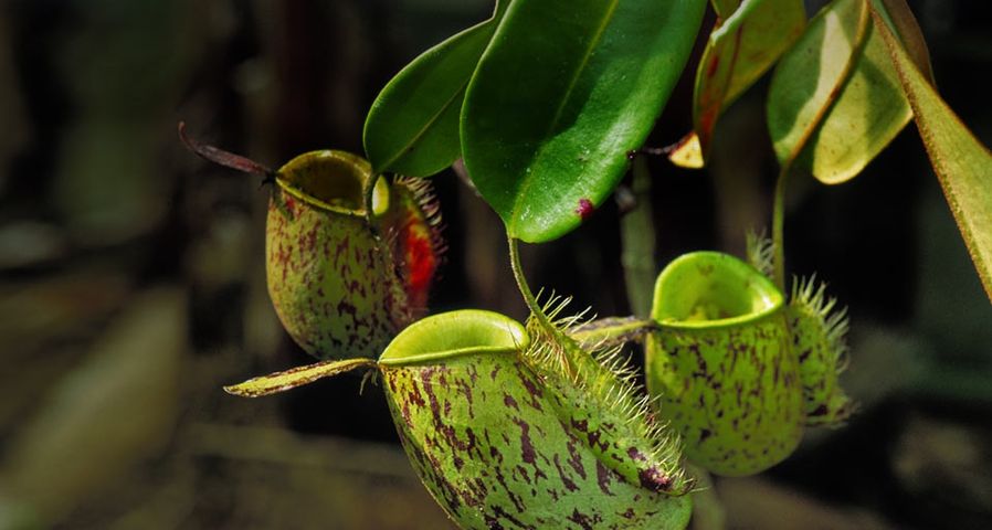 Carnivorous pitcher plants