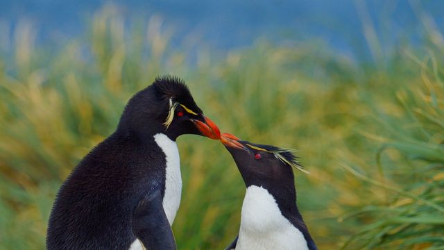 Southern rockhopper penguins, Falkland Islands