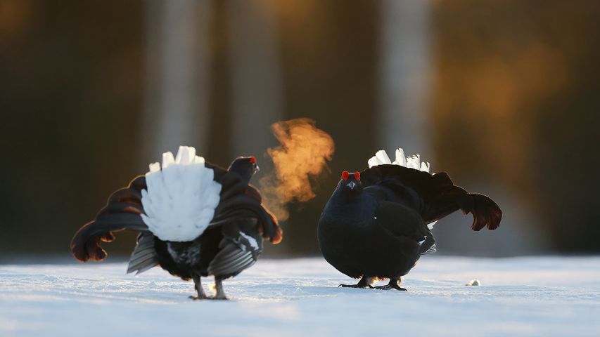 Maschi di gallo cedrone a Kuusamo, Finlandia