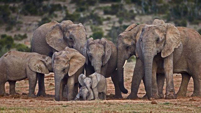 Élephants d’Afrique