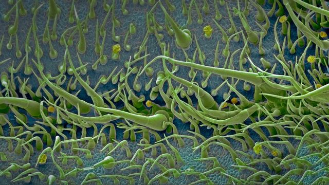 Surface of a tomato leaf