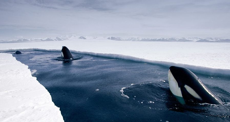 Orca whales spyhopping near Antarctica