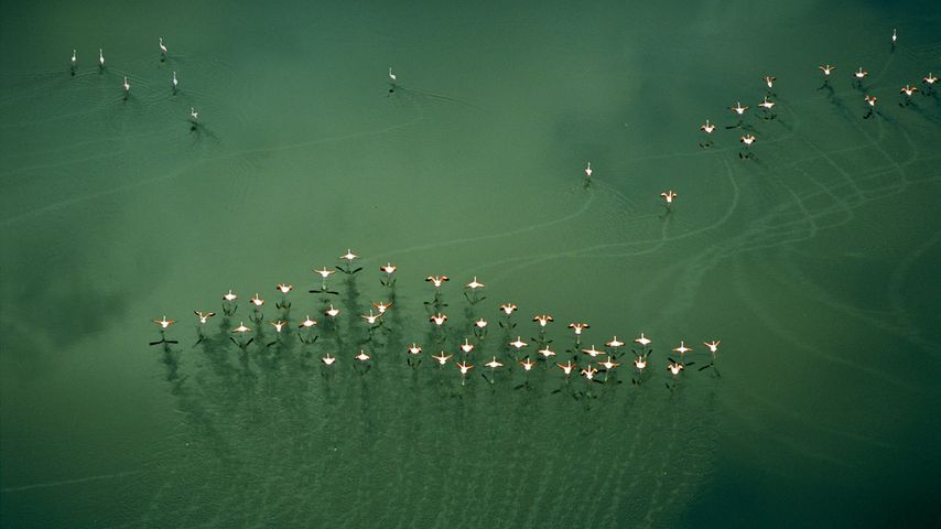 Flamingos take flight, Lake Magadi, Kenya