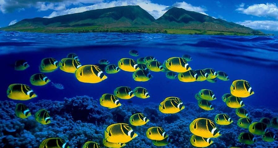 Composite image of raccoon butterflyfish underwater, Maui, Hawaii