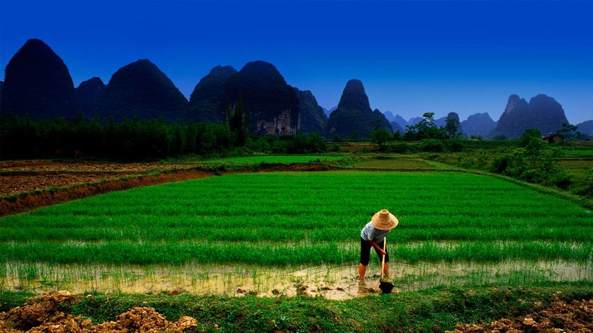 桂林阳朔在稻田里照料水稻的农夫