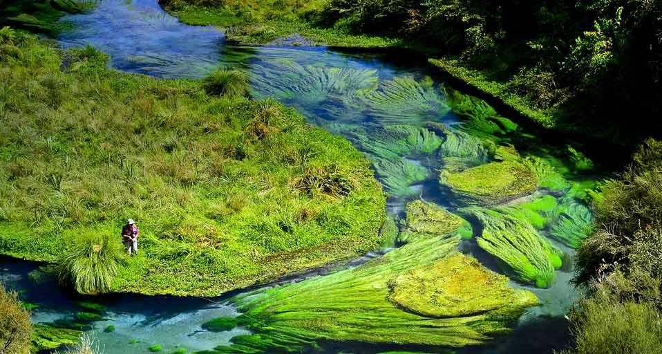 新西兰北岛的飞钓者