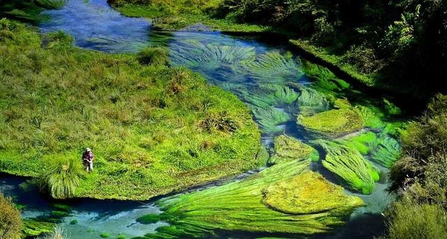 新西兰北岛的飞钓者