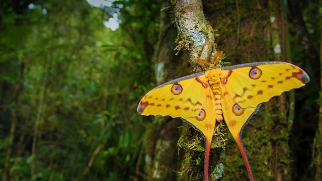 Comet moth in Ranomafana National Park, Madagascar