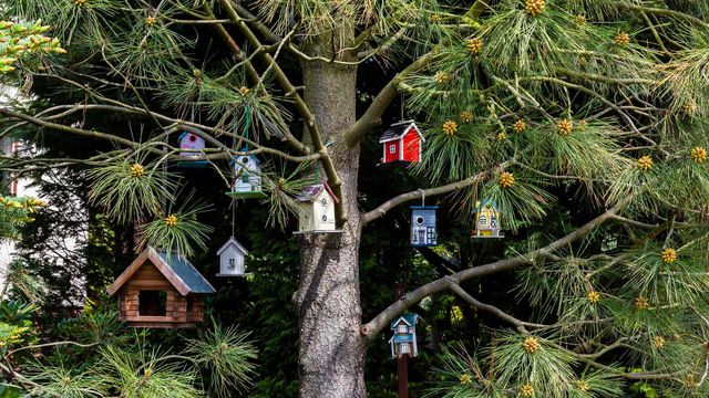 Birdhouses hanging in a tree