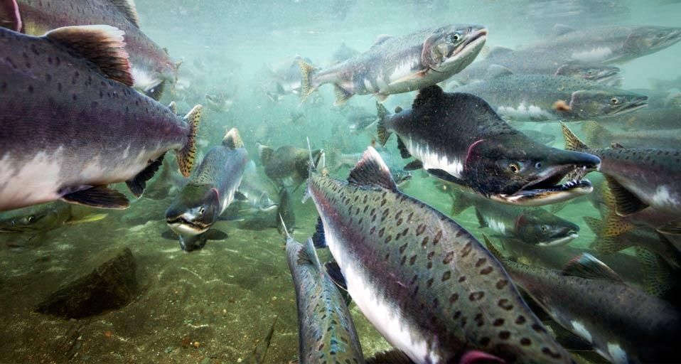 Underwater view of spawning salmon in Katmai National Park, Alaska