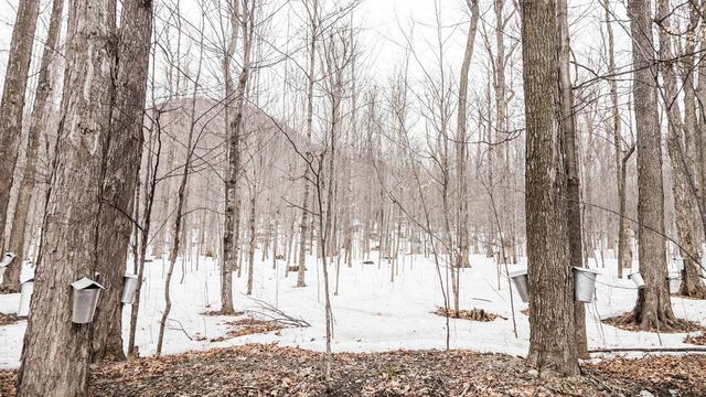 Sap buckets hanging on maple trees in a forest, Quebec