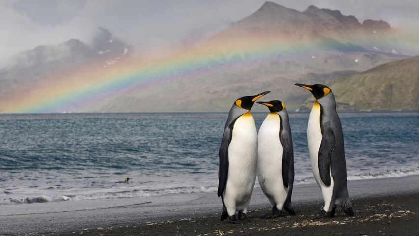 Three king penguins on the shore of St Andrew's Bay, South Georgia Island