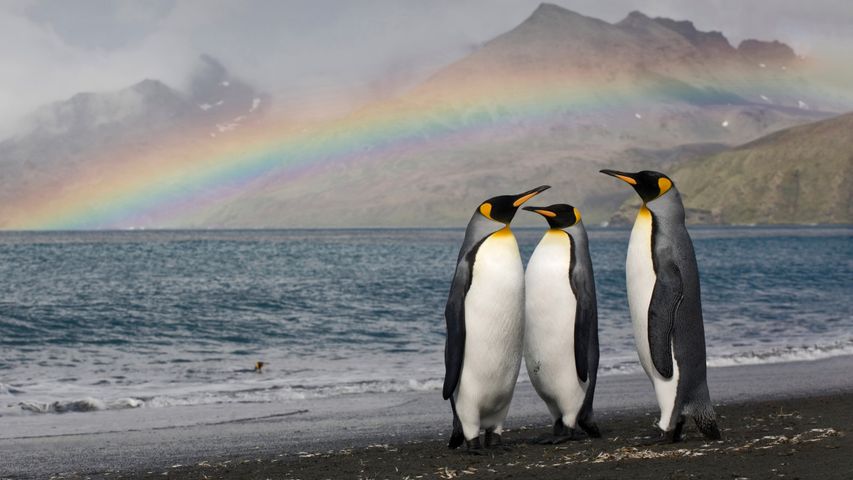 Three king penguins on the shore of St. Andrew's Bay, South Georgia Island