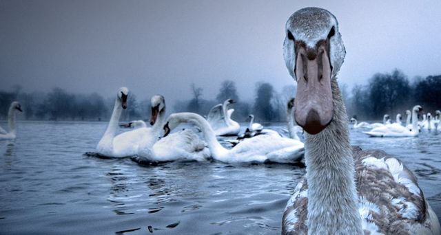 Swans on the Serpentine, Hyde Park, London, England