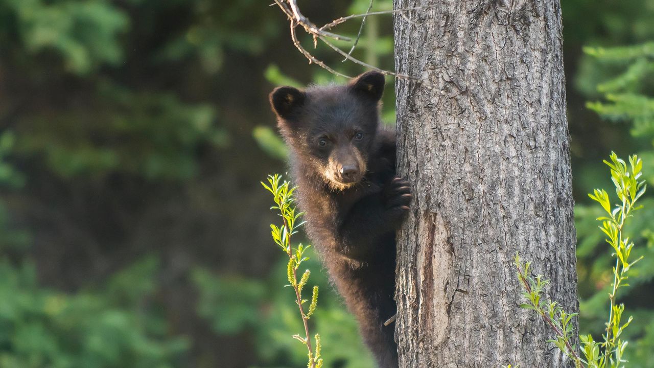 A black bear cub in a tree