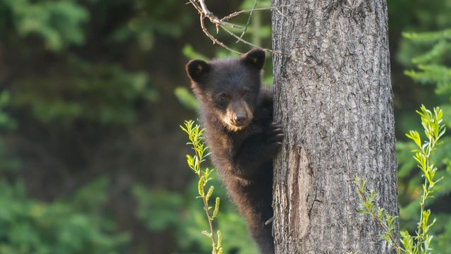 A black bear cub in a tree