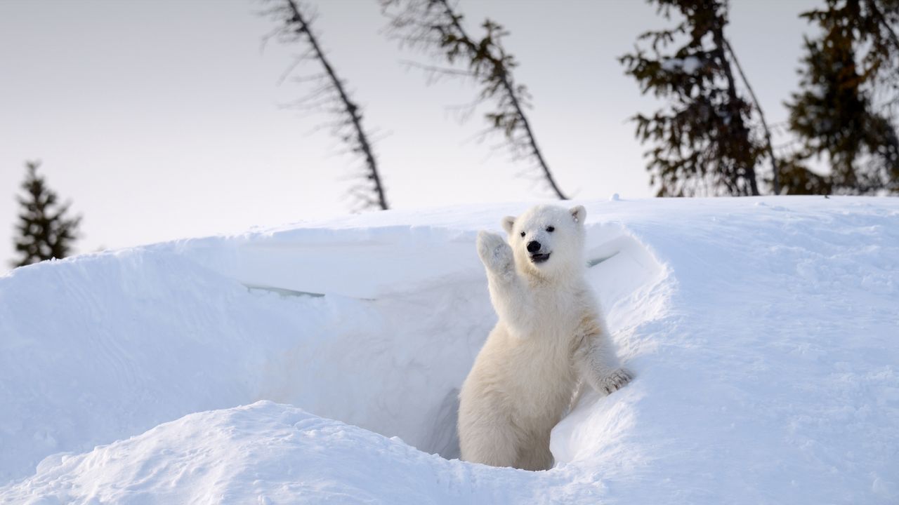 Polar bear cub, Churchill, Manitoba, Canada