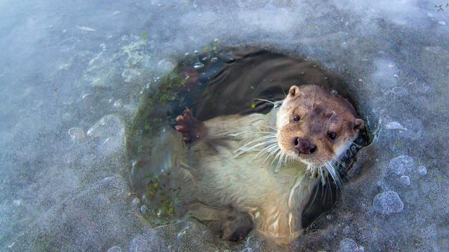 欧亚水獭