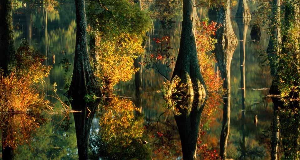 Cypress trees at Trussum Pond, Delaware