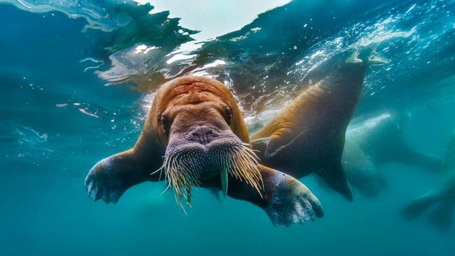 Walrus swimming in the Arctic Ocean