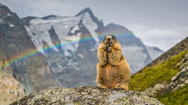 Murmeltier mit dem Großglockner im Hintergrund, Österreich