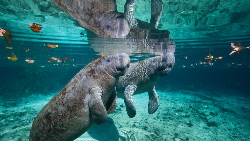 West Indian manatee mother and baby, Three Sisters Springs, Crystal River, Florida