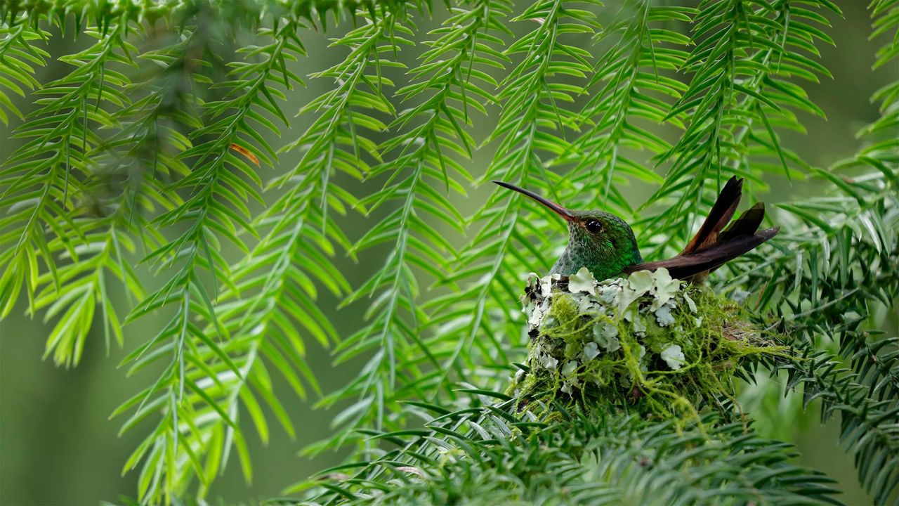 A rufous-tailed hummingbird in Costa Rica