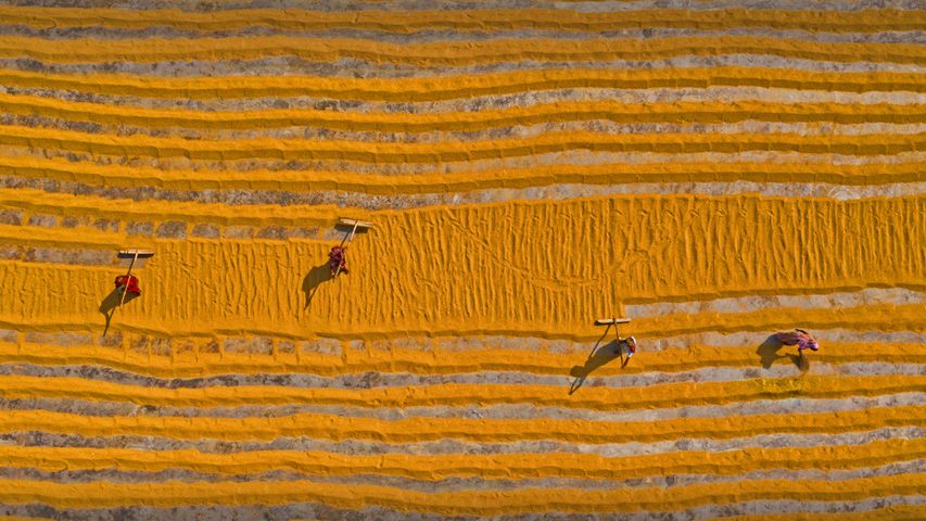 Des travailleurs étalent le riz pour le faire sécher, Dhamrai, Dhaka, Bangladesh