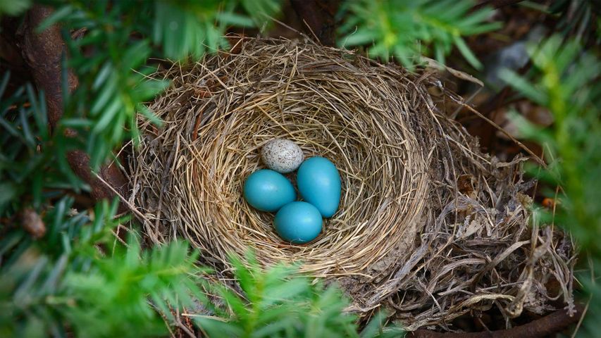 Trois œufs de rossignol bleu et un œuf de vacher à tête brune