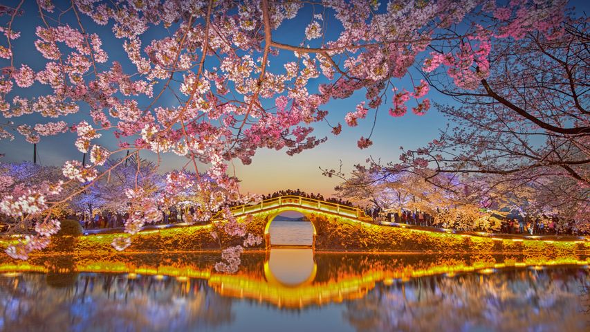 Cerisiers en fleur sur le lac Tai à Wuxi, Chine