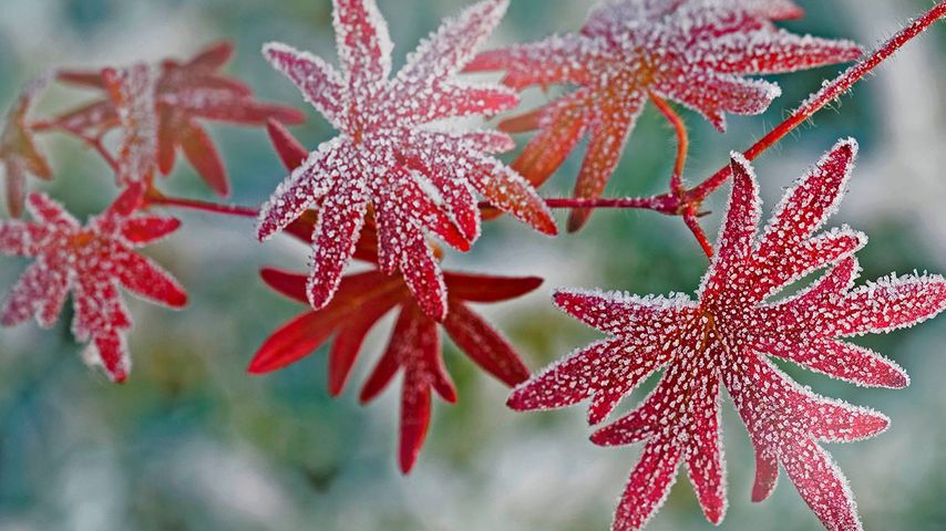 Hoar frost on geranium leaves
