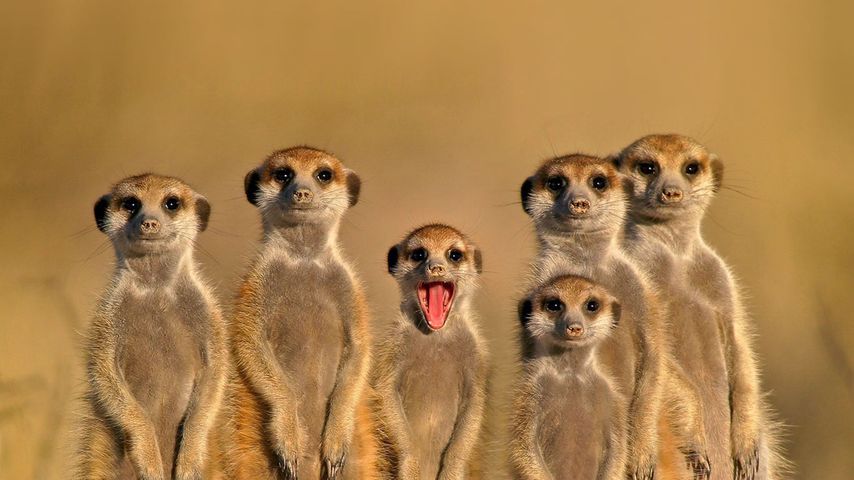 Meerkats in Botswana