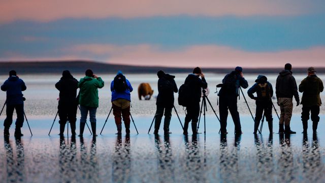 Photographers shooting pictures of brown bears in Lake Clark National Park and Preserve, Alaska, USA