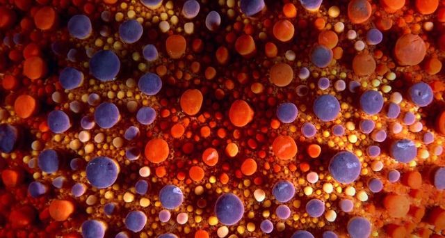 Firebrick sea star