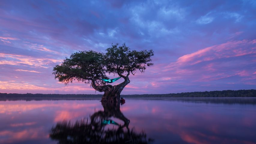 Acampada de hamaca en un ciprés calvo, Florida, EE.UU.