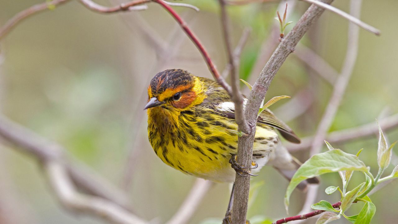Male Cape May warbler in spring