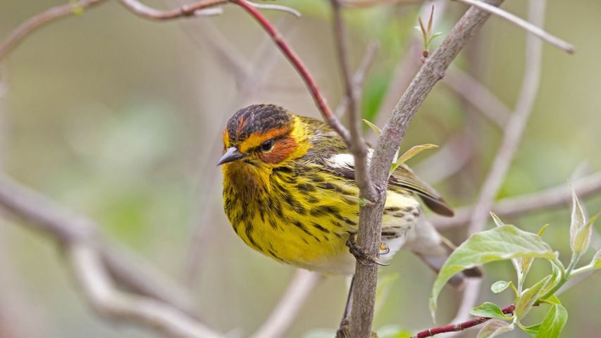 Male Cape May warbler in spring