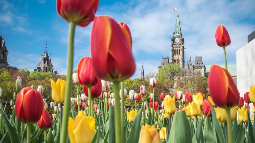 Canadian Tulip Festival in Ottawa